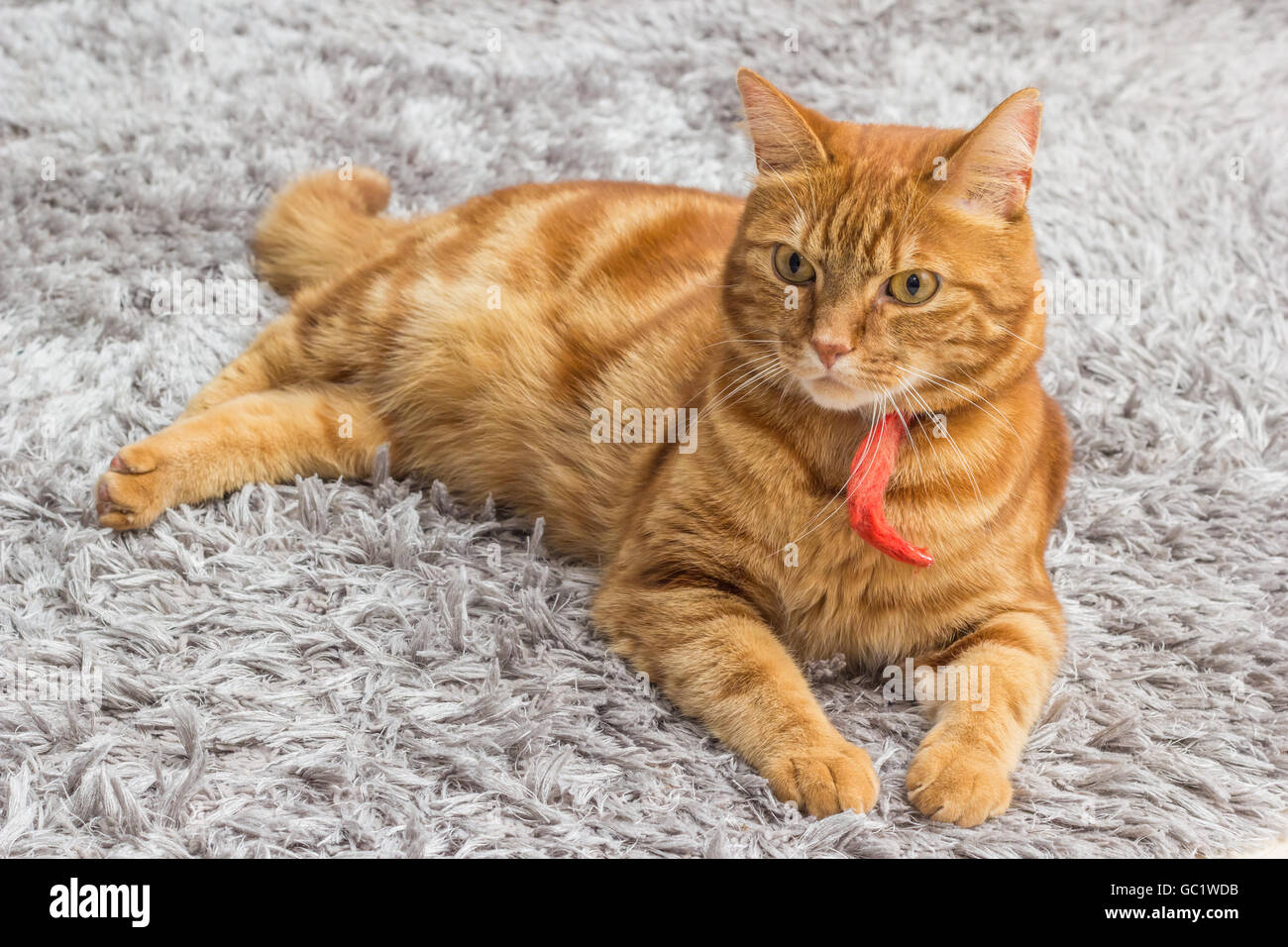 Rote Katze mit rotem Kragen, entspannen Sie sich auf einen grauen Teppich Stockfoto