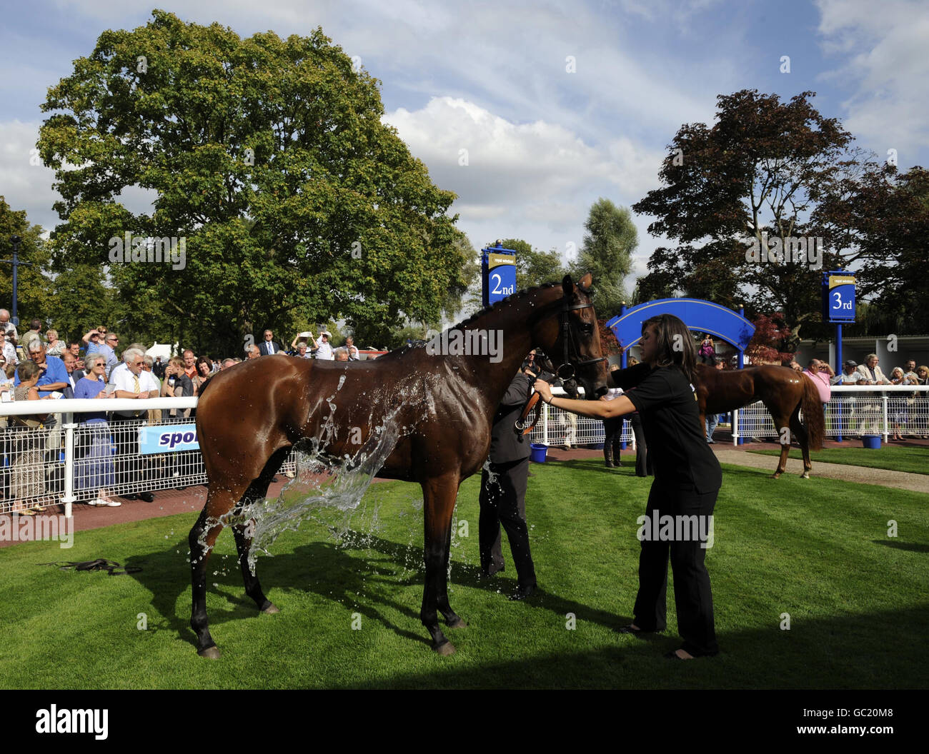 Miss Whippy wird nach dem Gewinn der Sommerfest mit Go West am 29. August Selling Stakes auf der Windsor Racecourse im Gewinnergehege abgekühlt. Stockfoto