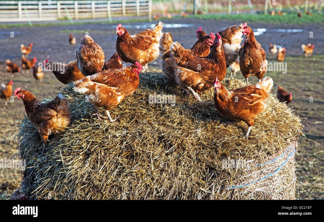 Eine Herde von Hähnchen thront auf einem runden Heu Backen Stockfoto