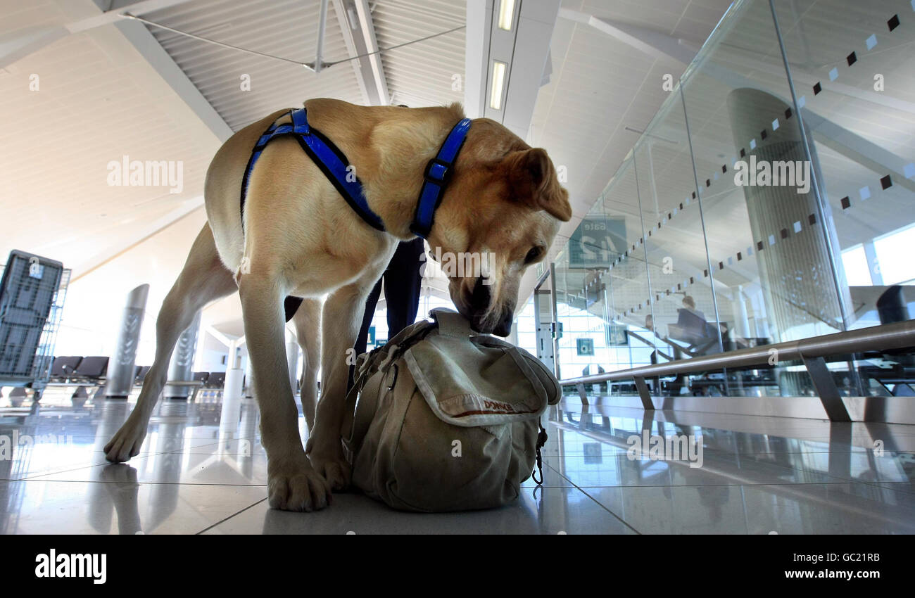 „Hardy“, der Sniffer Dog der Border Agency, kontrolliert das Gepäck am internationalen Flughafen Birmingham. Stockfoto