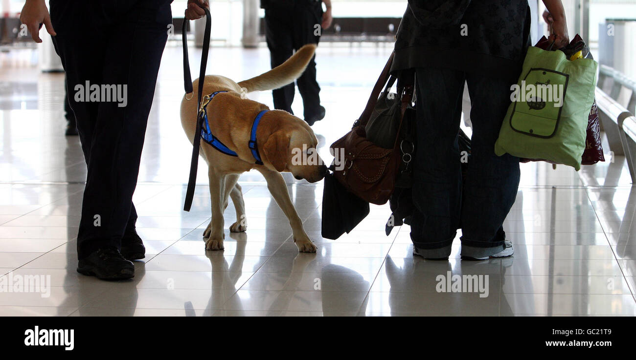 „Hardy“, der Sniffer Dog der Border Agency, kontrolliert das Gepäck am internationalen Flughafen Birmingham. Stockfoto