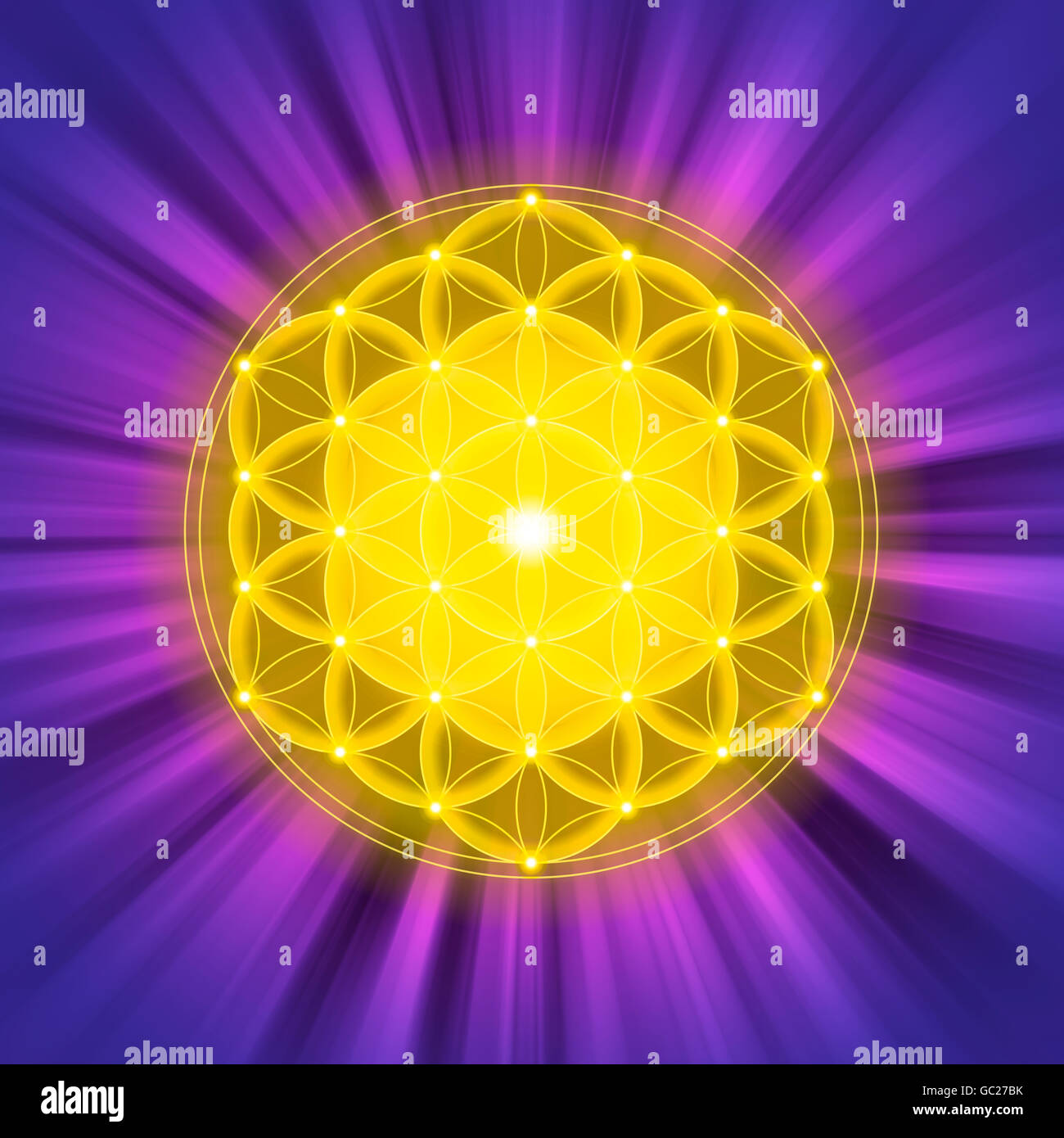 Leuchtend goldene Blume des Lebens auf lila Lichtstrahlen. Spirituelles Symbol und heiliger Geometrie seit der Antike. Abbildung. Stockfoto