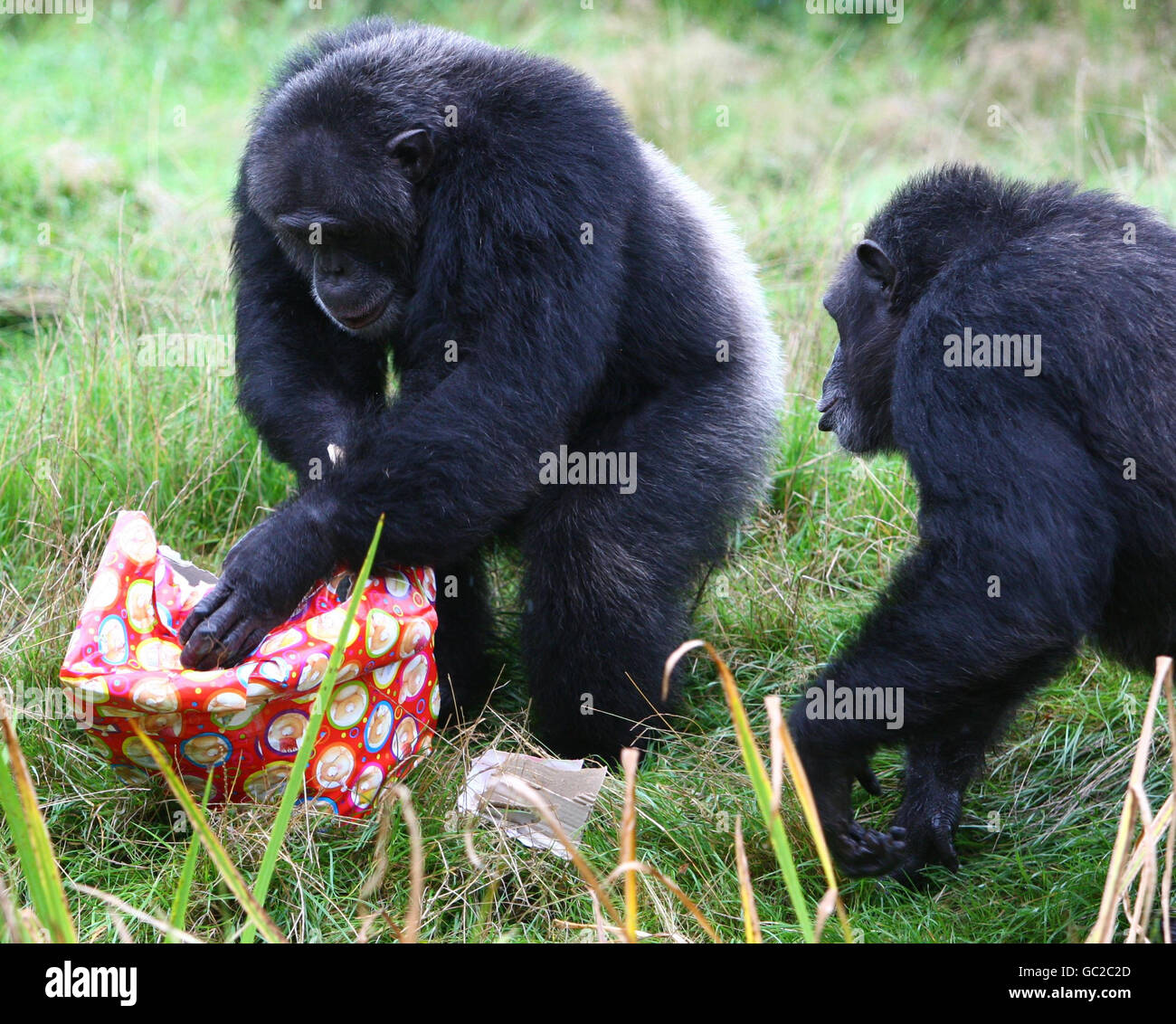 Chippy the Chimp feiert seinen 21. Geburtstag im Blair Drummond Safari