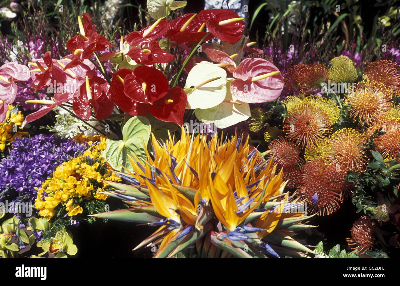 Das Traditionelle Fruehlings Blumenfest in der Hauptstadt Funchal Auf der Insel Madeira Im Atlantischen Ozean Stockfoto