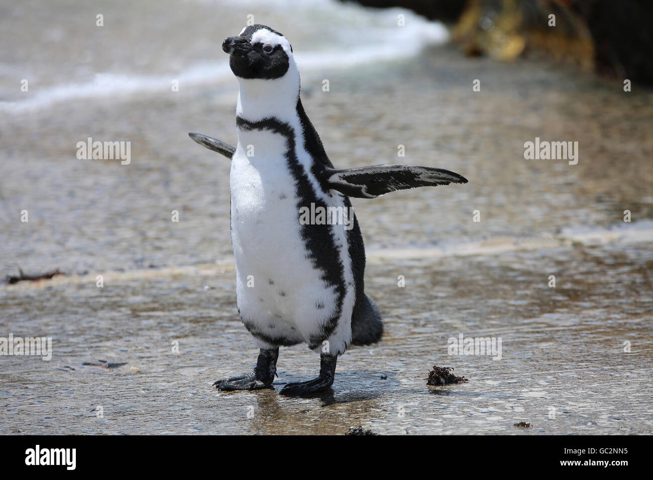 Afrikanische Pinguine (Spheniscidae) oder Jackass Pinguin, Stretching seine Flossen im Stoney Point Nature Reserve, Betty's Bay, Südafrika Stockfoto