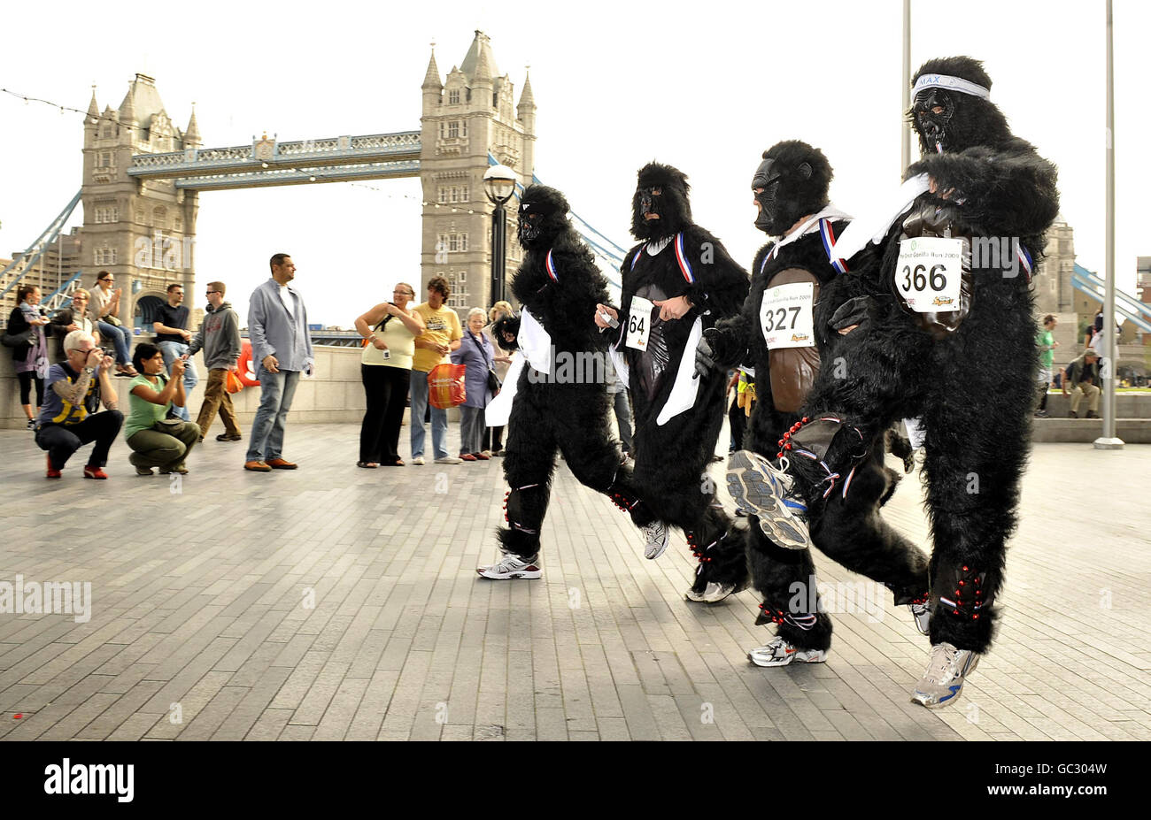 Wohltätigkeitsläufer, die als Gorillas verkleidet sind, laufen am Südufer der Themse nahe der Tower Bridge entlang, während sie am Great Gorilla Run 2009 in London teilnehmen. Stockfoto