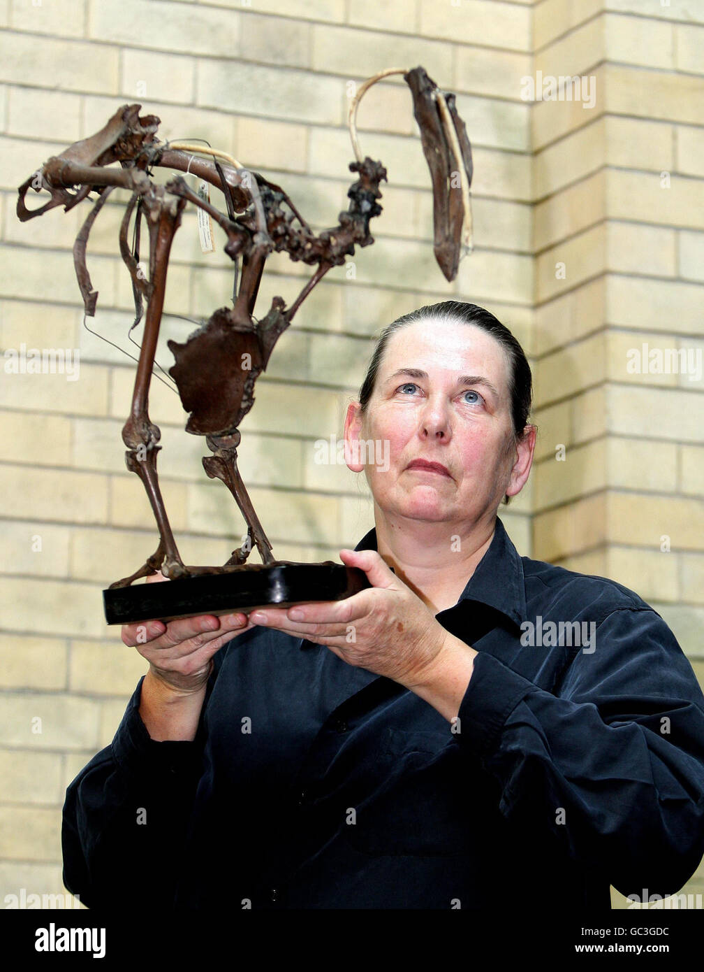 Dr. Clem Fisher, Kurator für Wirbeltierzoologie, beschäftigt sich mit einem seltenen Skelett des seit mehr als 300 Jahren ausgestorbenen Dodo, das im World Museum Liverpool ausgestellt ist. Stockfoto