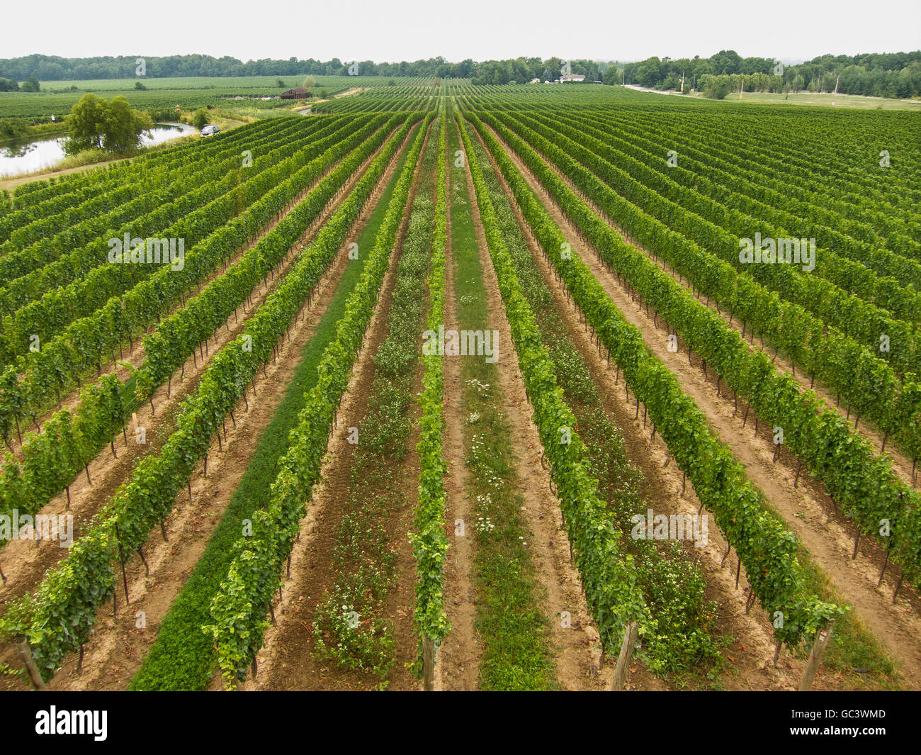 Ein Weinberg in Süd-Ontario Niagara-Region. Stockfoto