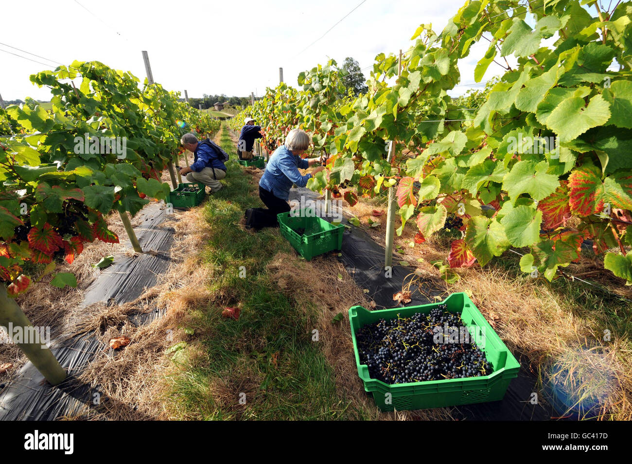 Pflücker ernten Trauben im Ryedale Vineyard in Westow bei York. Englands nördlichster kommerzieller Produzent sagte, er hoffe, in diesem Jahr 3,000 Flaschen Weiß- und Roséwein im Vergleich zu 450 im vergangenen Jahr zu produzieren und diese Produktion in fünf Jahren schließlich auf 20,000 zu erhöhen. Stockfoto