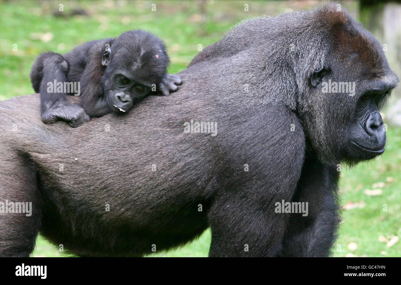Baby Gorilla Louna fährt mit Mutter FouFou, als er seinen 1. Geburtstag im Port Lympne Wild Animal Park bei Hythe in Kent feiert, nachdem er nach einer schweren Magenentzündung von der Intensivstation entlassen wurde. Stockfoto