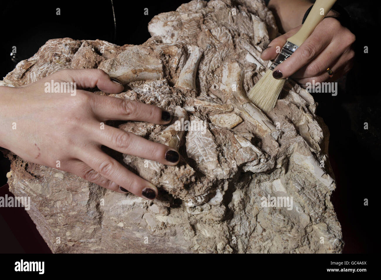 Judyth Sassoon, Meisterschülerin, inspiziert im Bristol Museum die in Gestein gehüllten Knochen des Thecondontosaurus antiquus, da sie nun eine Finanzierung erhalten haben, um die Knochen aus vier Tonnen Gestein auszugraben, die Fragmente des ältesten Dinosauriers Großbritanniens enthalten. Stockfoto