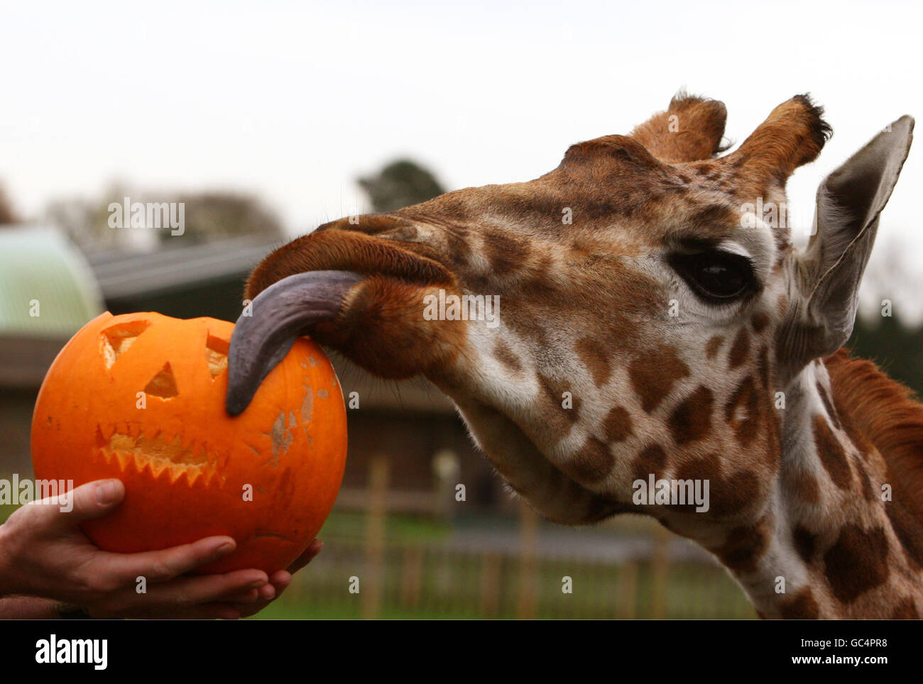 Eine Giraffe aus dem Blair Drummond Safari Park in der Nähe von Stirling untersucht vor der diesjährigen Halloween-Party, die am Samstag im Park stattfindet, einen Kürbis voller tierischer Leckereien. Stockfoto
