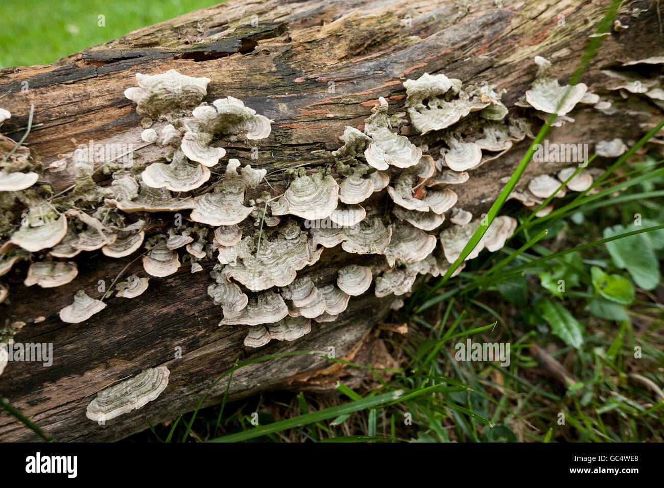 Baum Pilze Pilze Turkeytail (Trametes versicolor) wachsen auf faulenden Baumstamm - USA Stockfoto