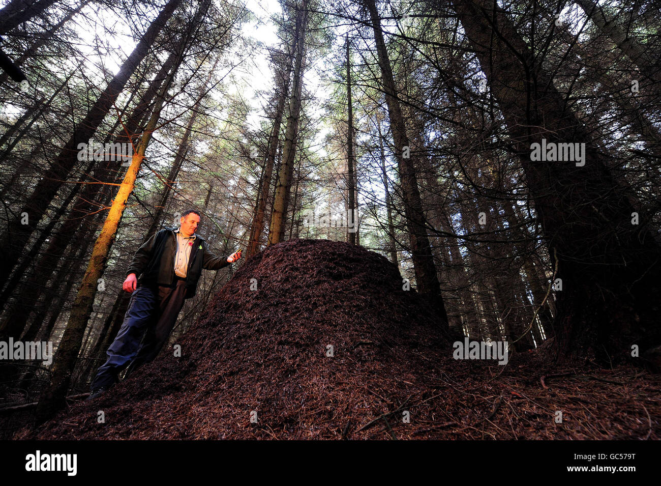 Jonathan Farries von der Forstkommission überprüft die GPS-Einstellungen an einem der seltenen riesigen behaarten nördlichen WaldAmeisennester im Holystone Forest in Rothbury in Northumberland. Stockfoto