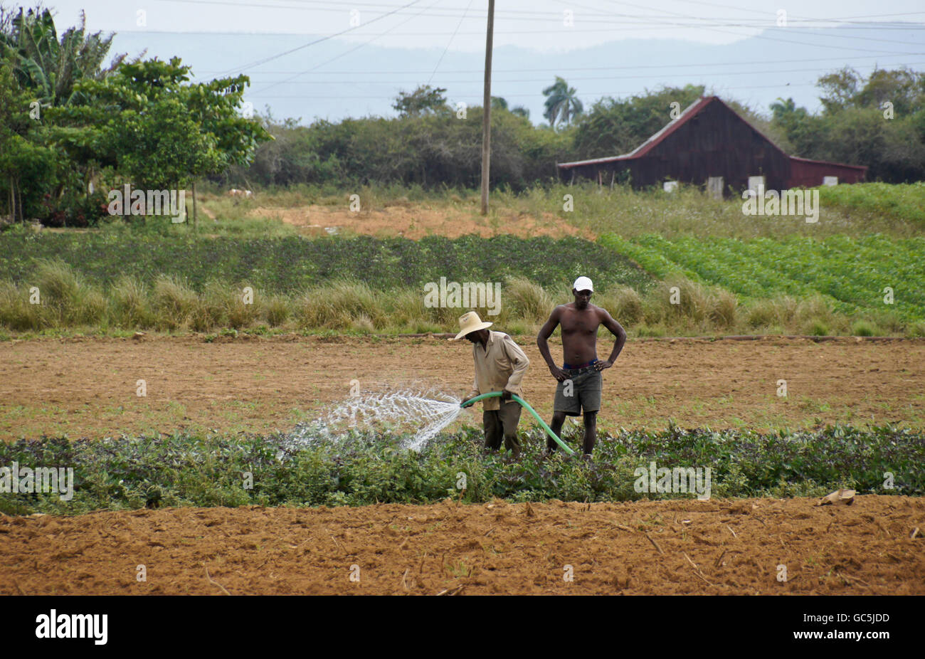 Landwirte im Bereich tätig, Bewässerung Ernte, Pinar del Rio, Kuba Stockfoto