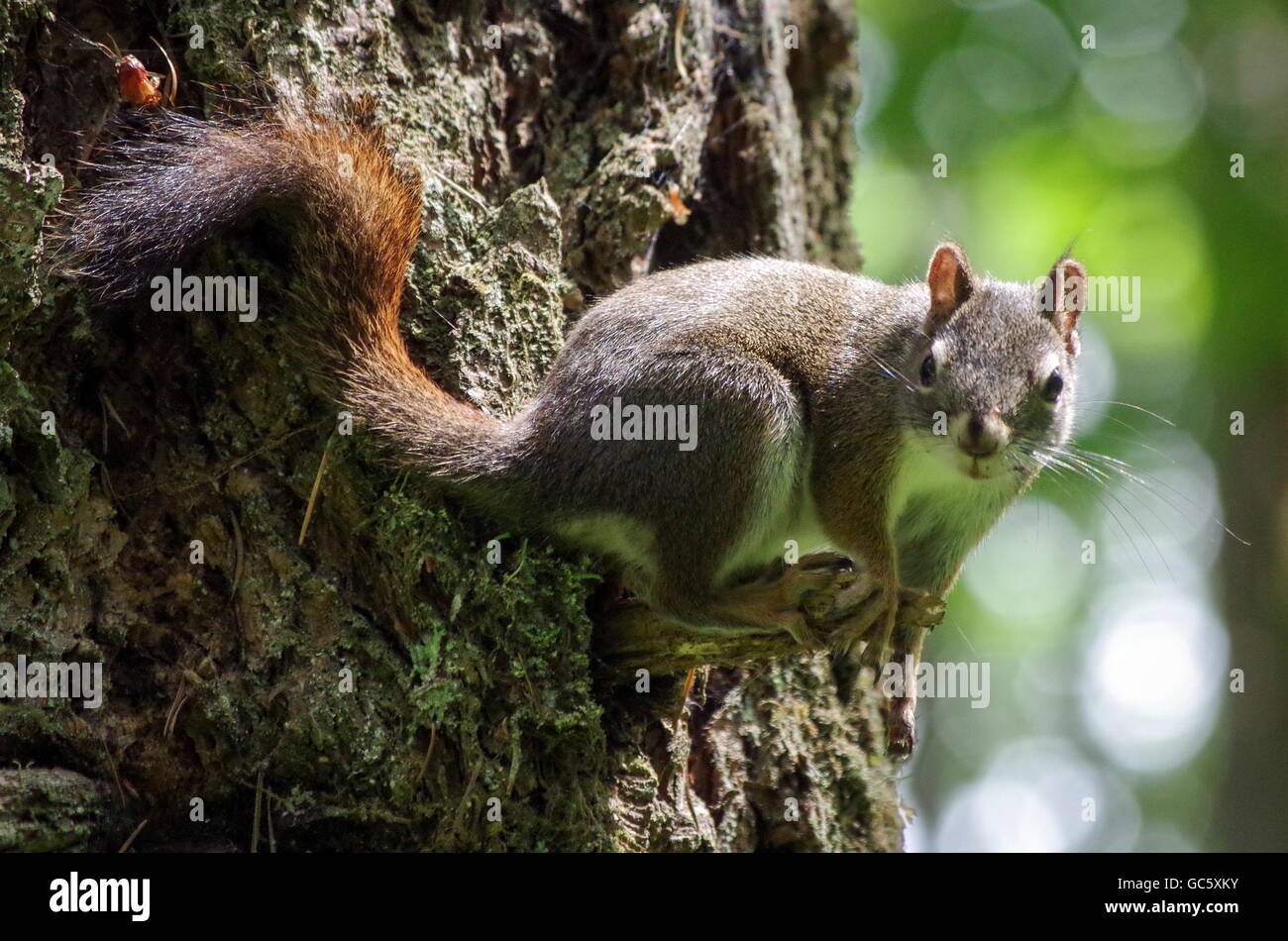 Neugierigen Eichhörnchen suchen in Comox Valley, BC, Kanada Stockfoto