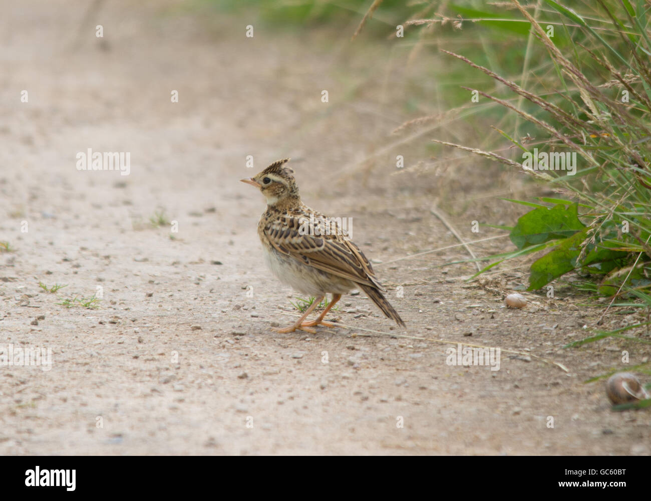 Feldlerche oder Feldlerche (Alauda Arvensis) in Hampshire, England Stockfoto