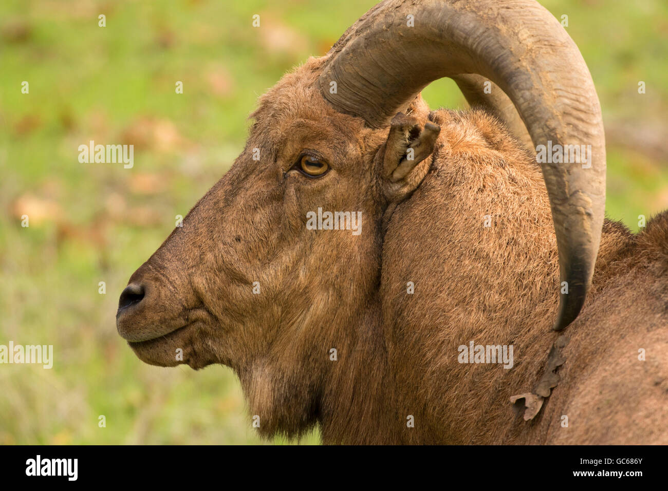 Aoudad (Mähnenspringer), Wildlife Safari, Winston, Oregon Stockfoto