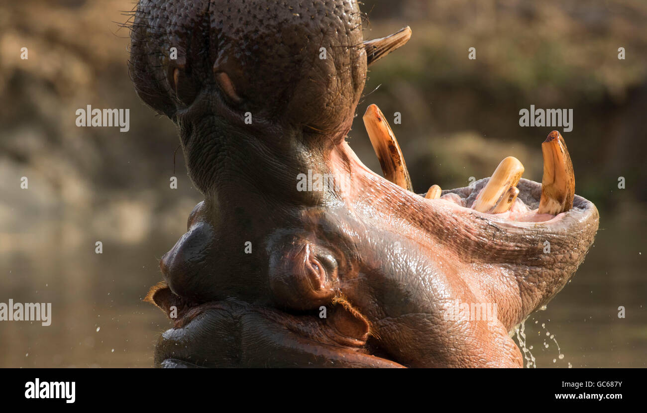 Flusspferd (Hippopotamus Amphibius), Wildlife Safari, Winston, Oregon Stockfoto