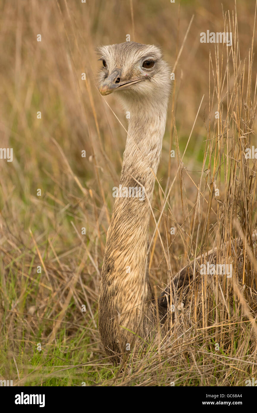Größere Rhea (Rhea Americana), Wildlife Safari, Winston, Oregon Stockfoto