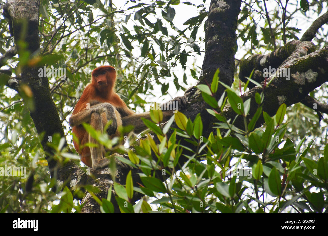 Nasenaffe (Nasalis Larvatus), Bako Nationalpark, Sarawak, Borneo, Malaysia Stockfoto