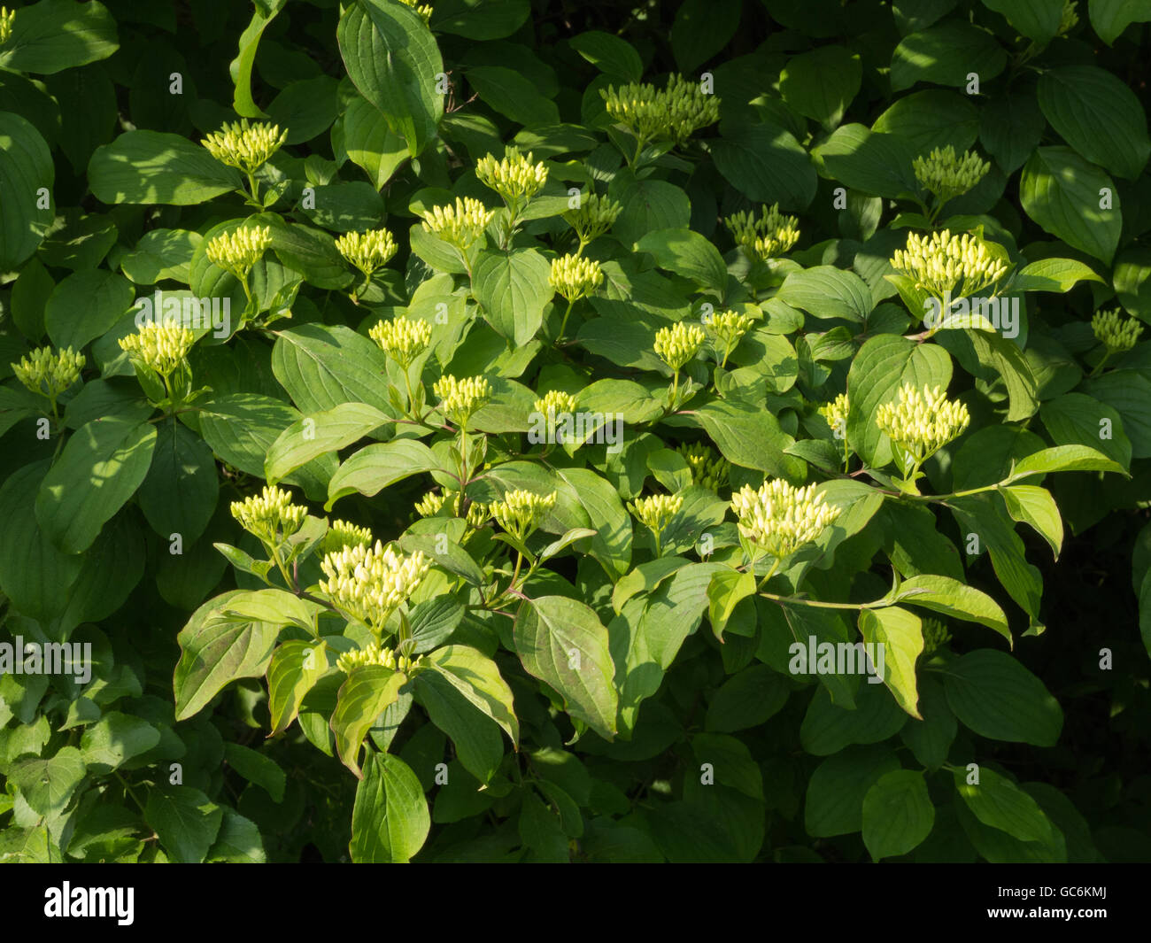 Blütenknospen von gemeinsamen Hartriegel, Cornus sanguineaund Stockfoto