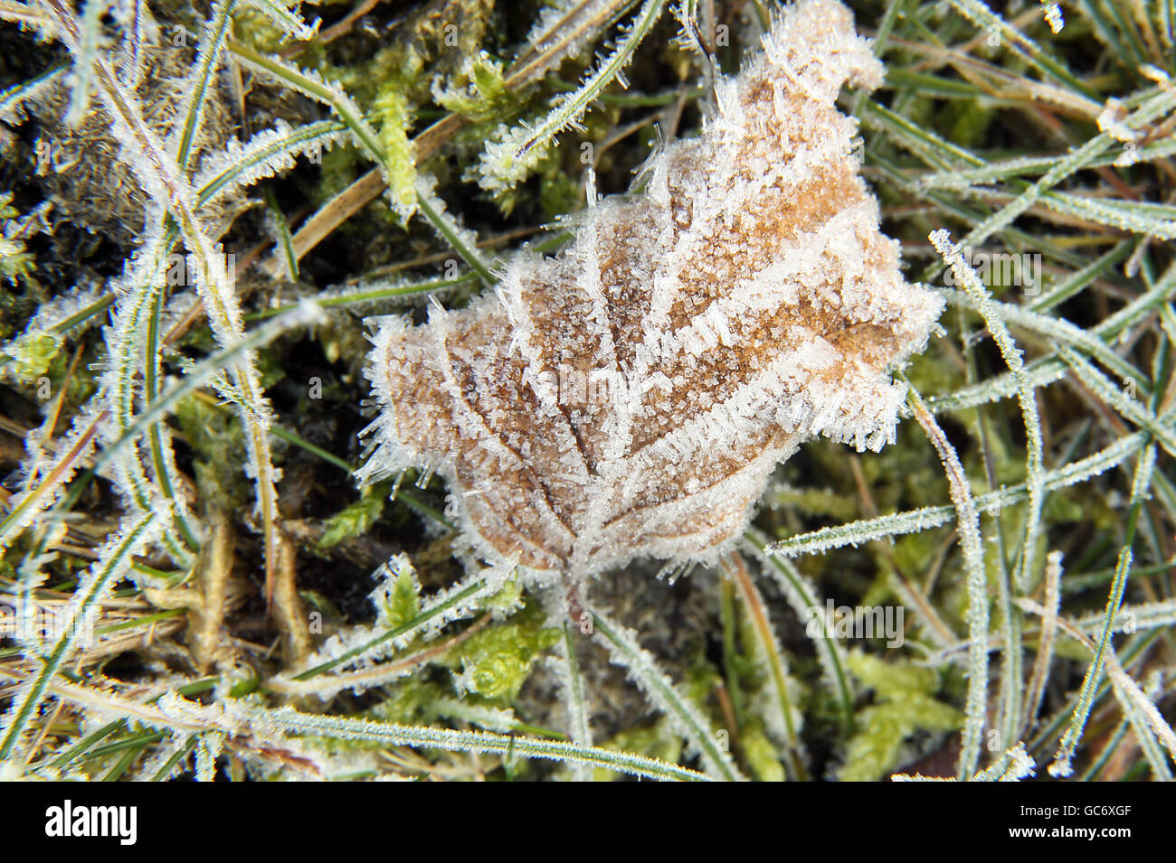 Frost auf einem Blatt als die Temperatur im ganzen Land fiel unter den Gefrierpunkt über Nacht. Stockfoto