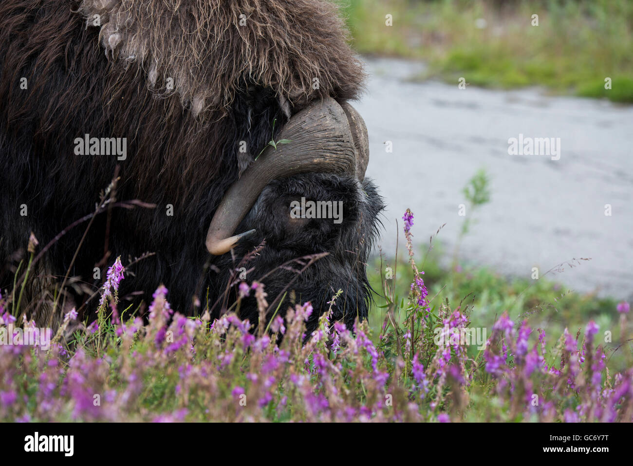 Nome, Alaska Bob Blodgett Nome-Teller Autobahn aka Teller Road. Moschusochsen, aka Moschusochsen, Männlich, (Wild: Ovibos Moschatus) Stockfoto