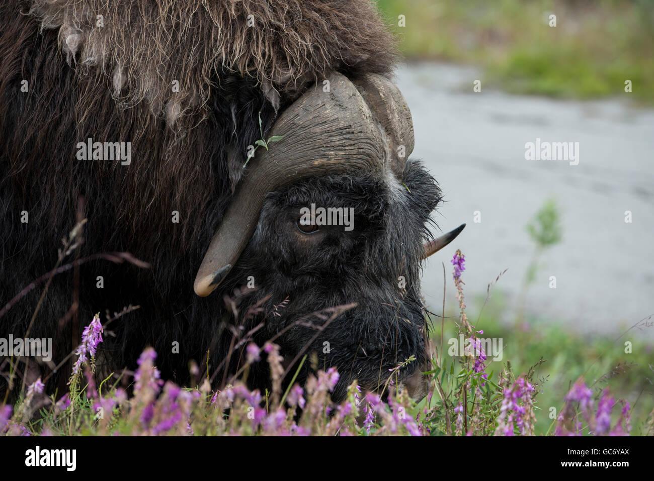 Nome, Alaska Bob Blodgett Nome-Teller Autobahn aka Teller Road. Moschusochsen, aka Moschusochsen, Männlich, (Wild: Ovibos Moschatus) Stockfoto