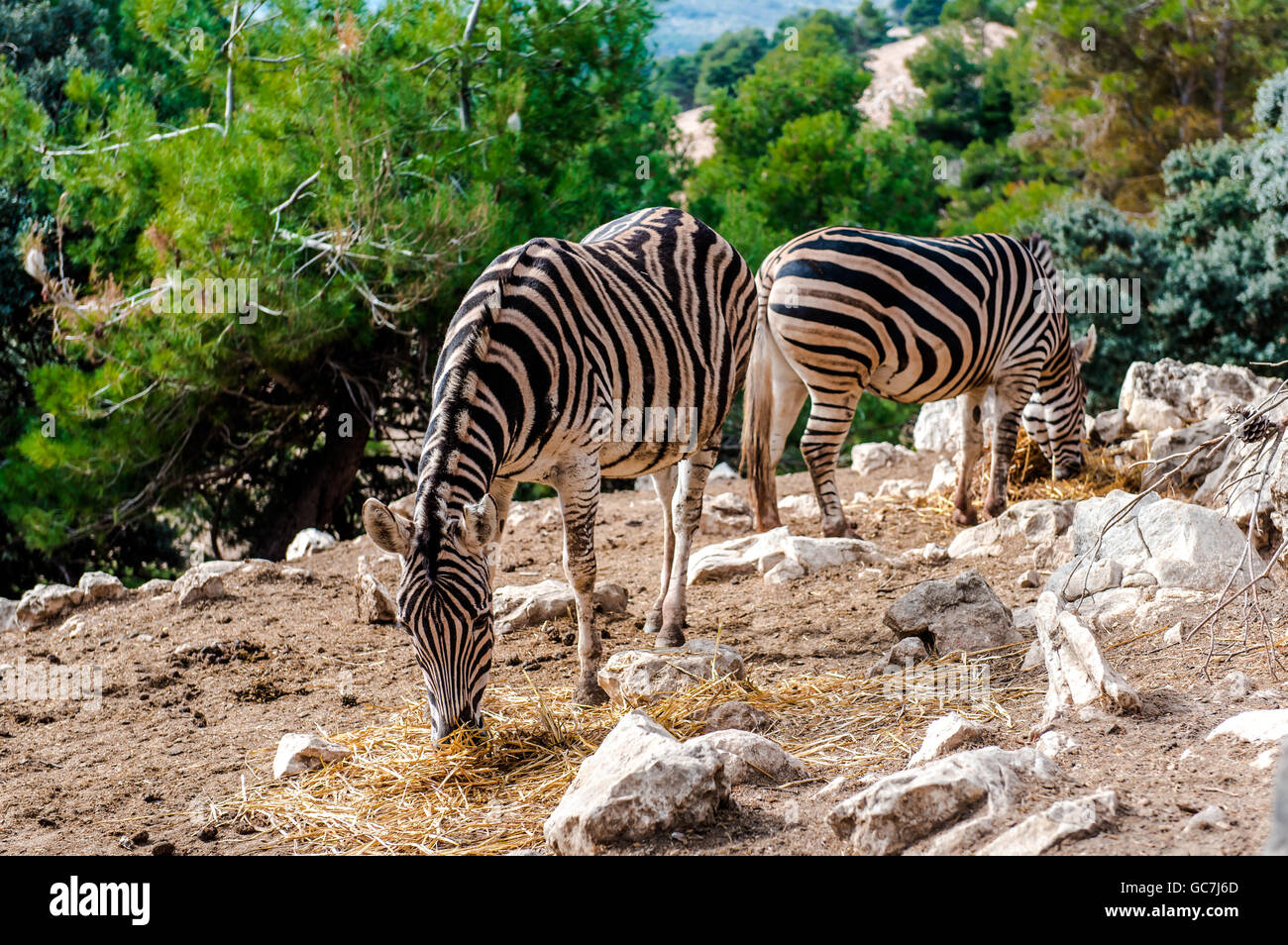 Zebra Fütterung trockenen Rasen im freien Stockfoto