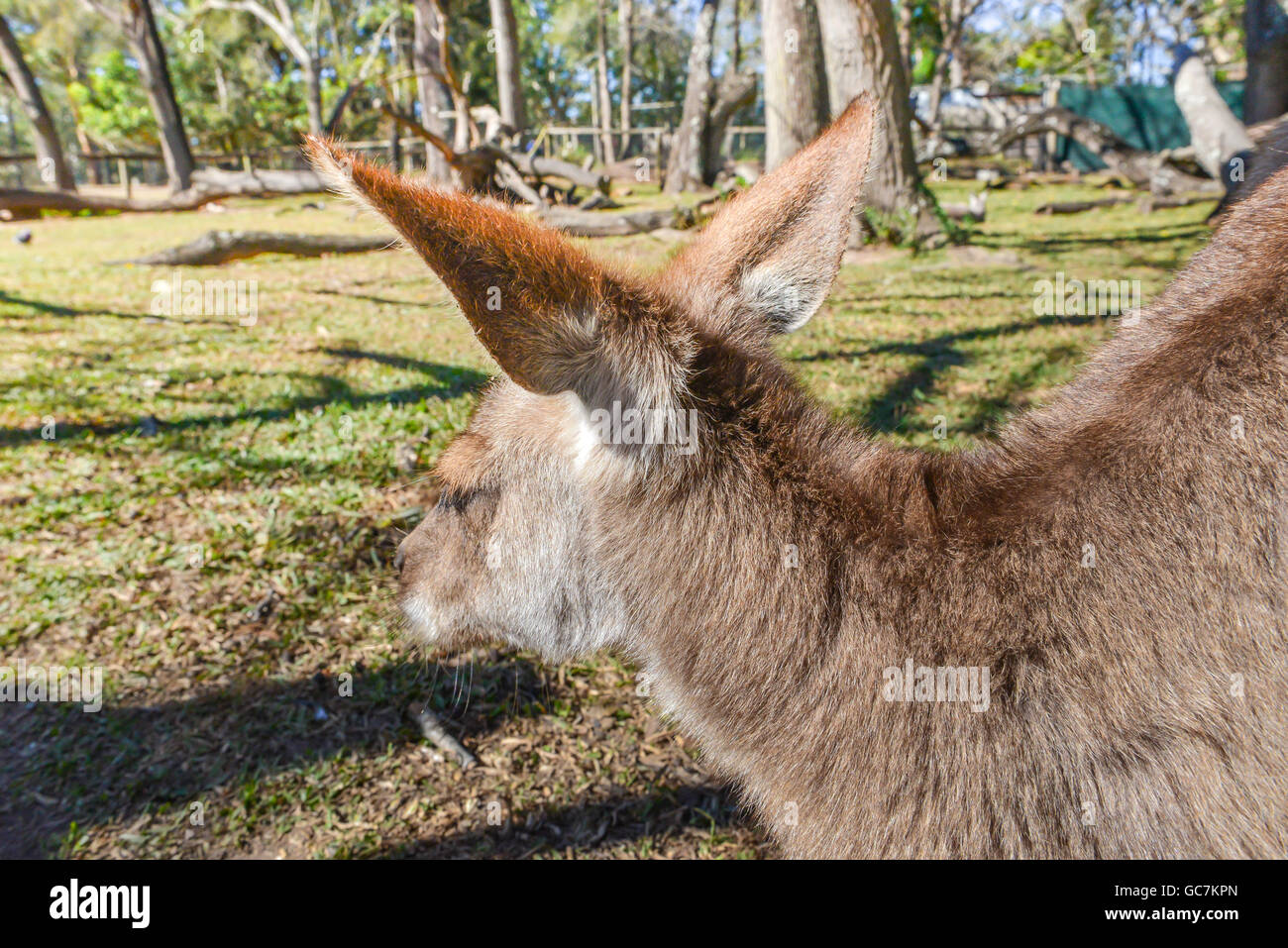 Känguru in Lone Pine Koala Sanctuary, Brisbane, Queensland, Australien. Stockfoto