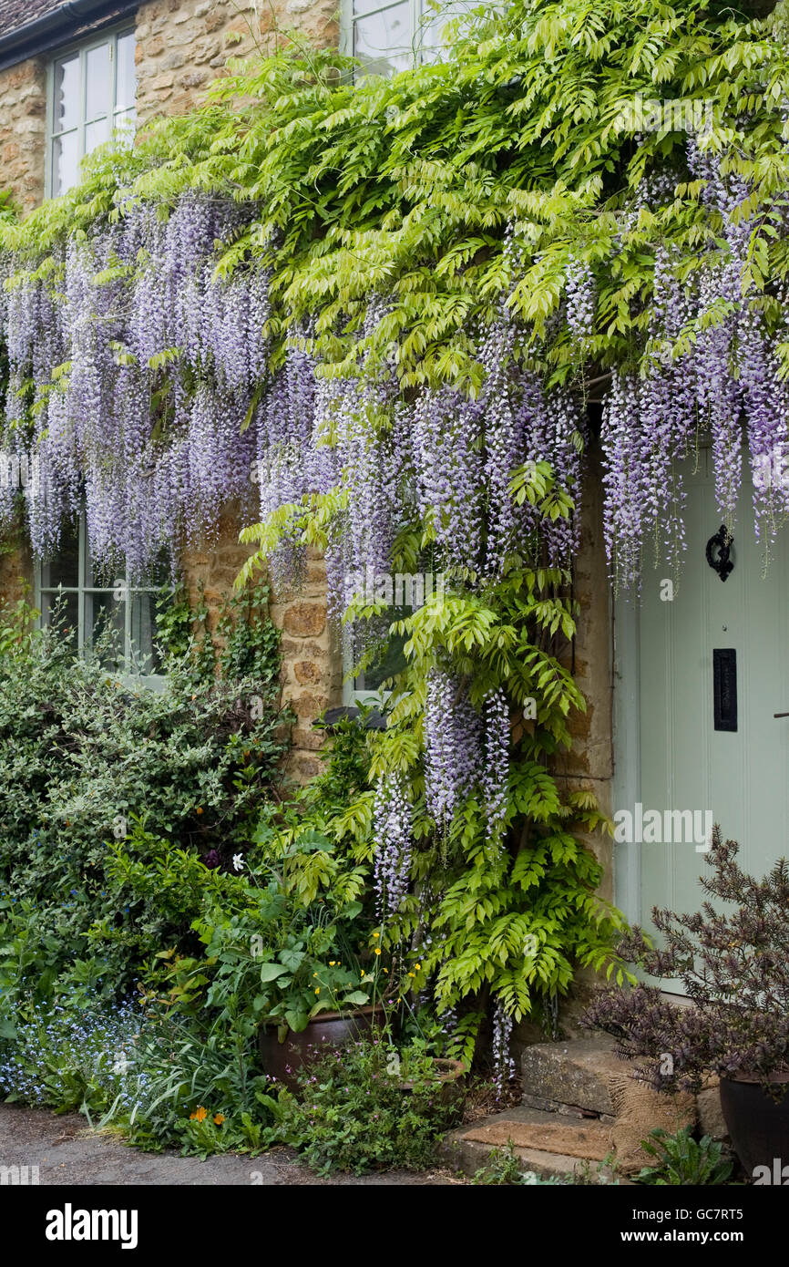 Blauregen wächst in einem Landhaus in Oxfordshire UK Stockfoto