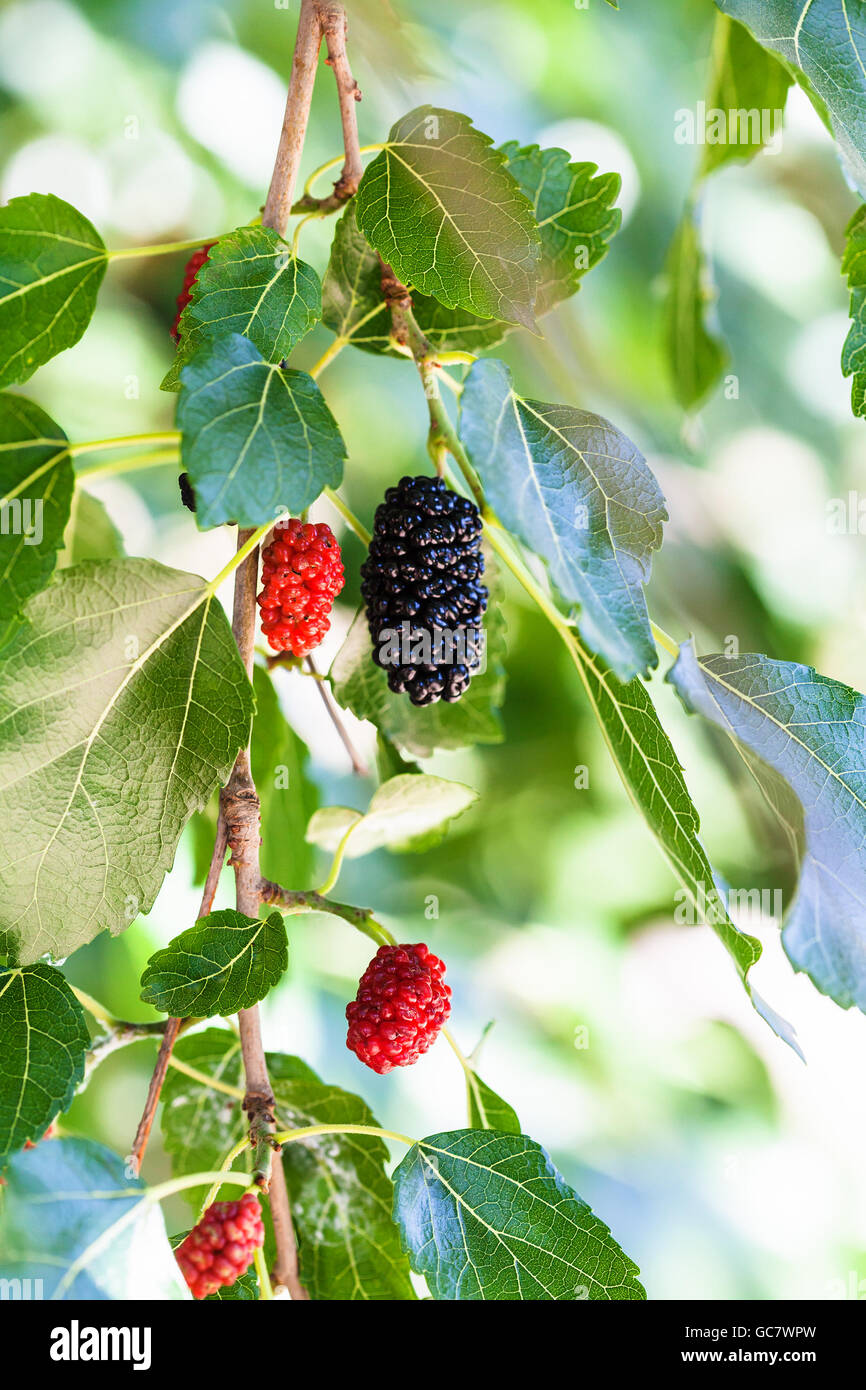 Morus nigra black mulberry in Fotos und Bildmaterial in hoher Auflösung Alamy