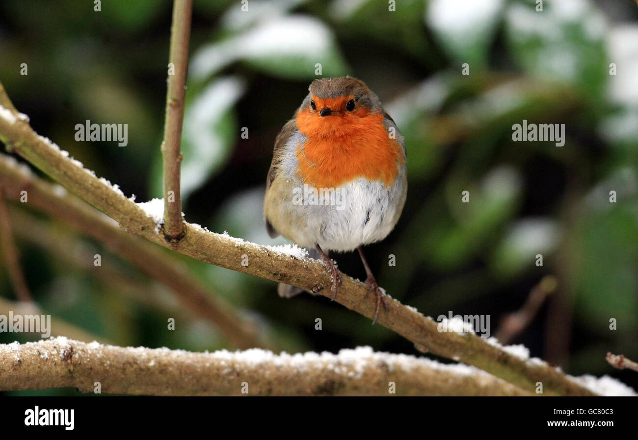 Ein Rotkehlchen wagt sich in einen Garten in Birmingham auf der Suche nach Nahrung, denn der arktische Start ins neue Jahr wird sich fortsetzen. Stockfoto