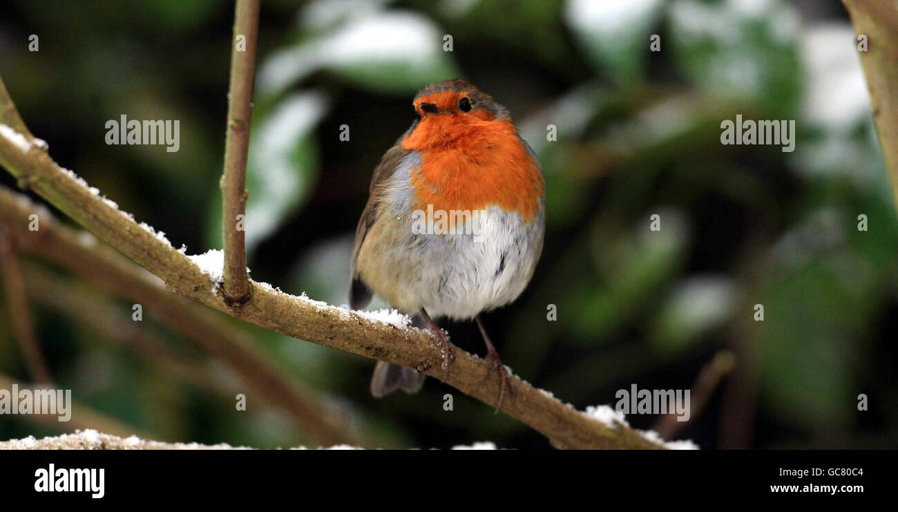Ein Rotkehlchen wagt sich in einen Garten in Birmingham auf der Suche nach Nahrung, denn der arktische Start ins neue Jahr wird sich fortsetzen. Stockfoto