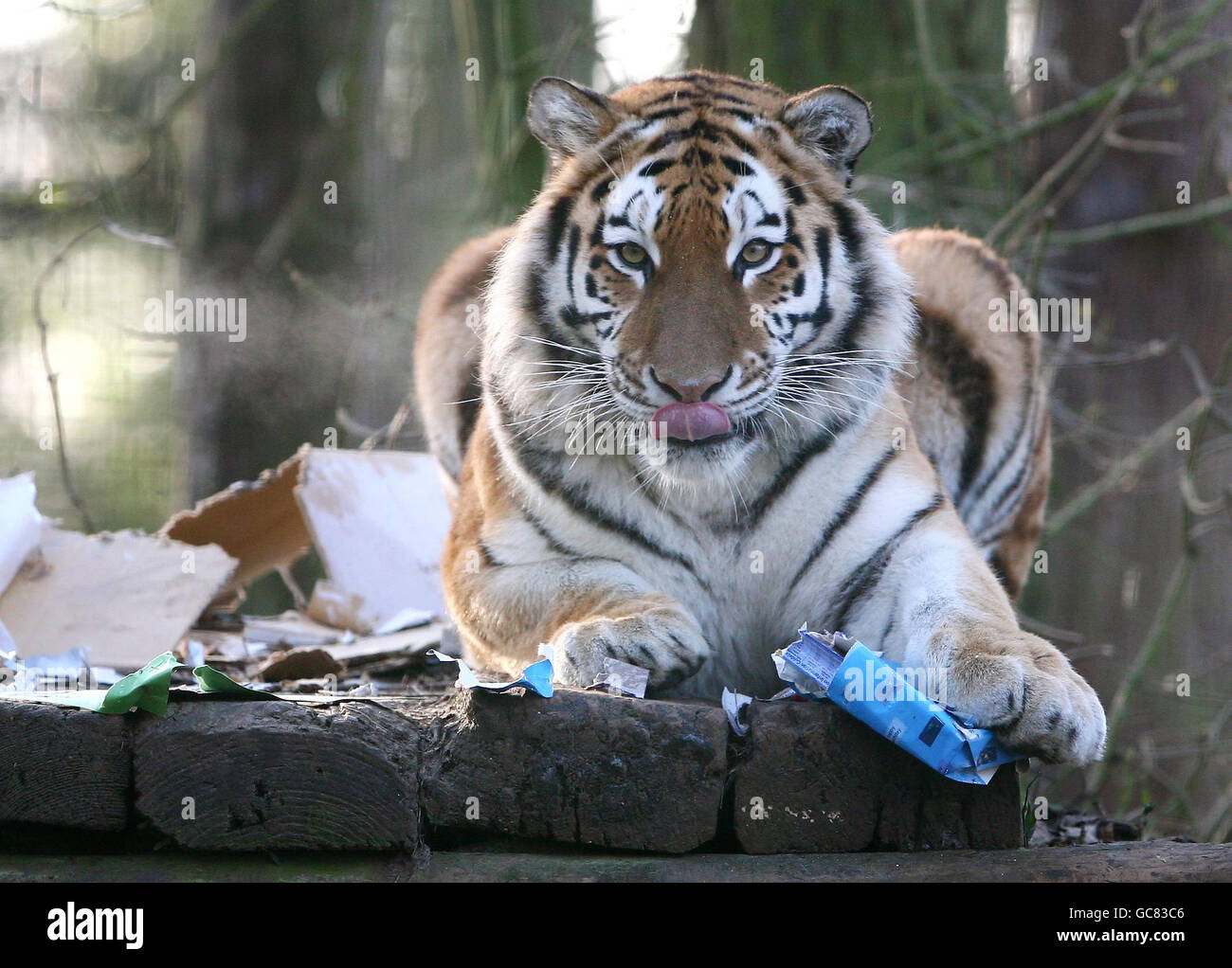 Ingrid, eine Sibirische Tiger im Port Lympne Wild Animal Park in Kent, eröffnet ihre Geschenke, als sie ihren sechsten Geburtstag feiert, nachdem sie ihre Jungen in einen anderen Wildpark gebracht hat. Stockfoto