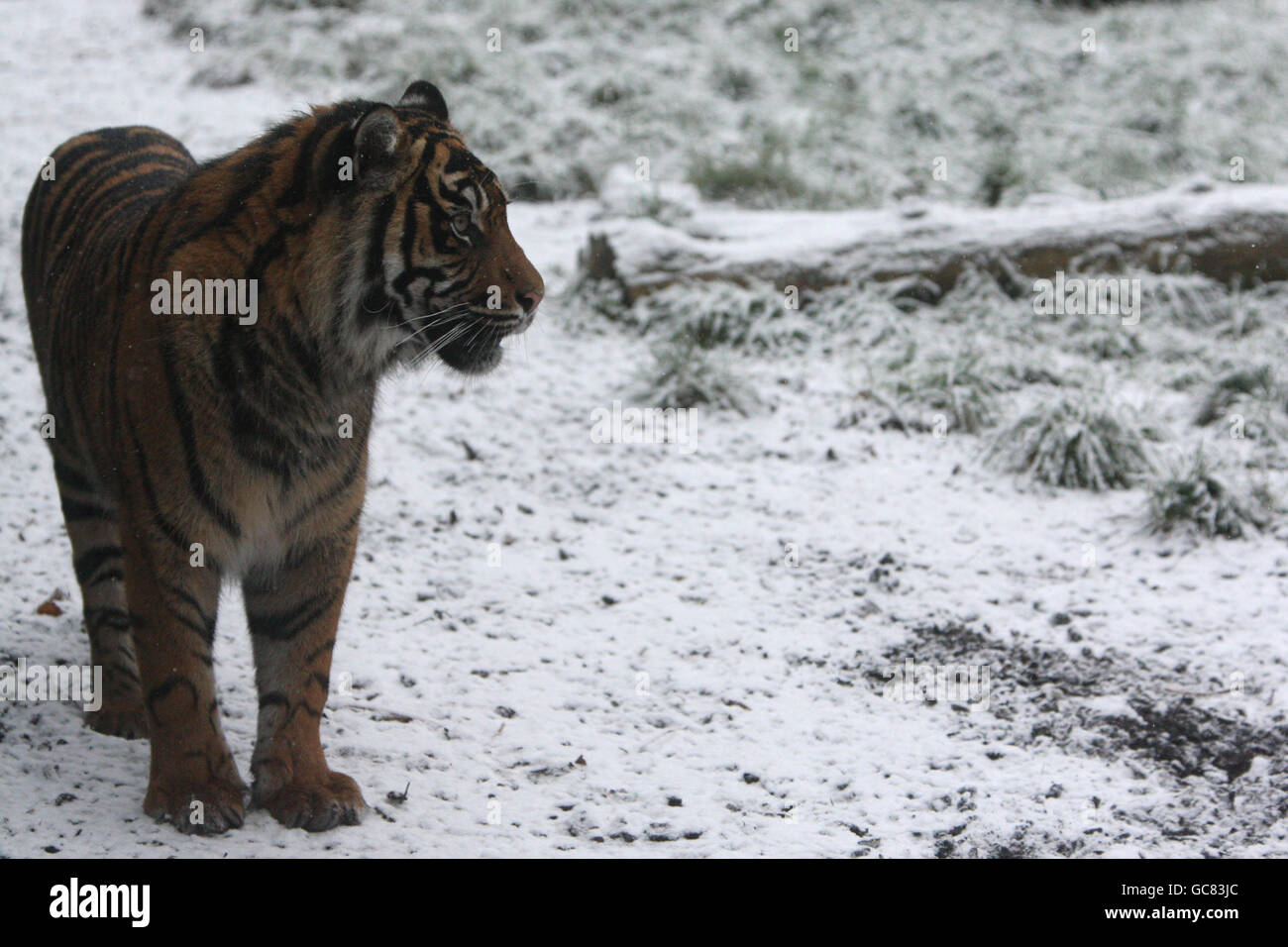 Ein Tiger geht im Chessington World of Adventures and Zoo in Surrey durch den Schnee. Stockfoto