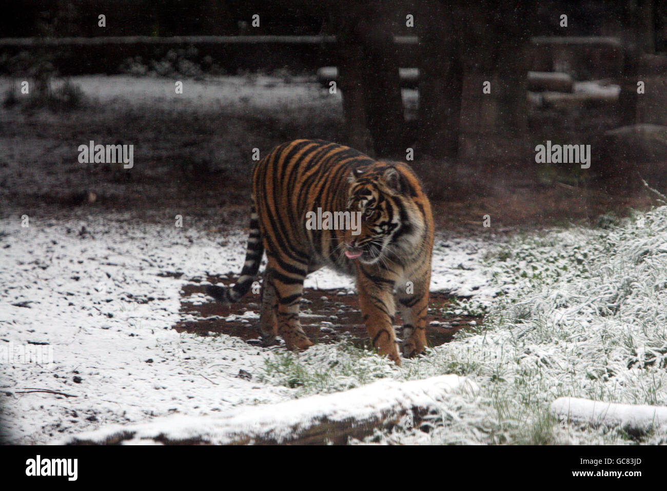 Ein Tiger geht im Chessington World of Adventures and Zoo in Surrey durch den Schnee. Stockfoto