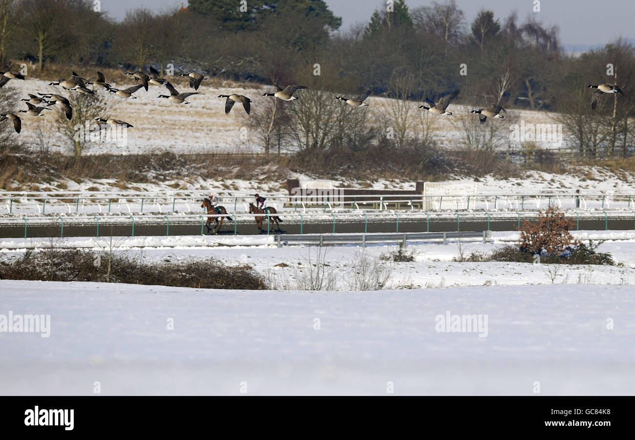 Pferderennen - Rennbahn Lingfield. Gänse fliegen über den Kurs, während Läufer zum Auftakt auf der Lingfield Racecourse, Ascot, starten. Stockfoto