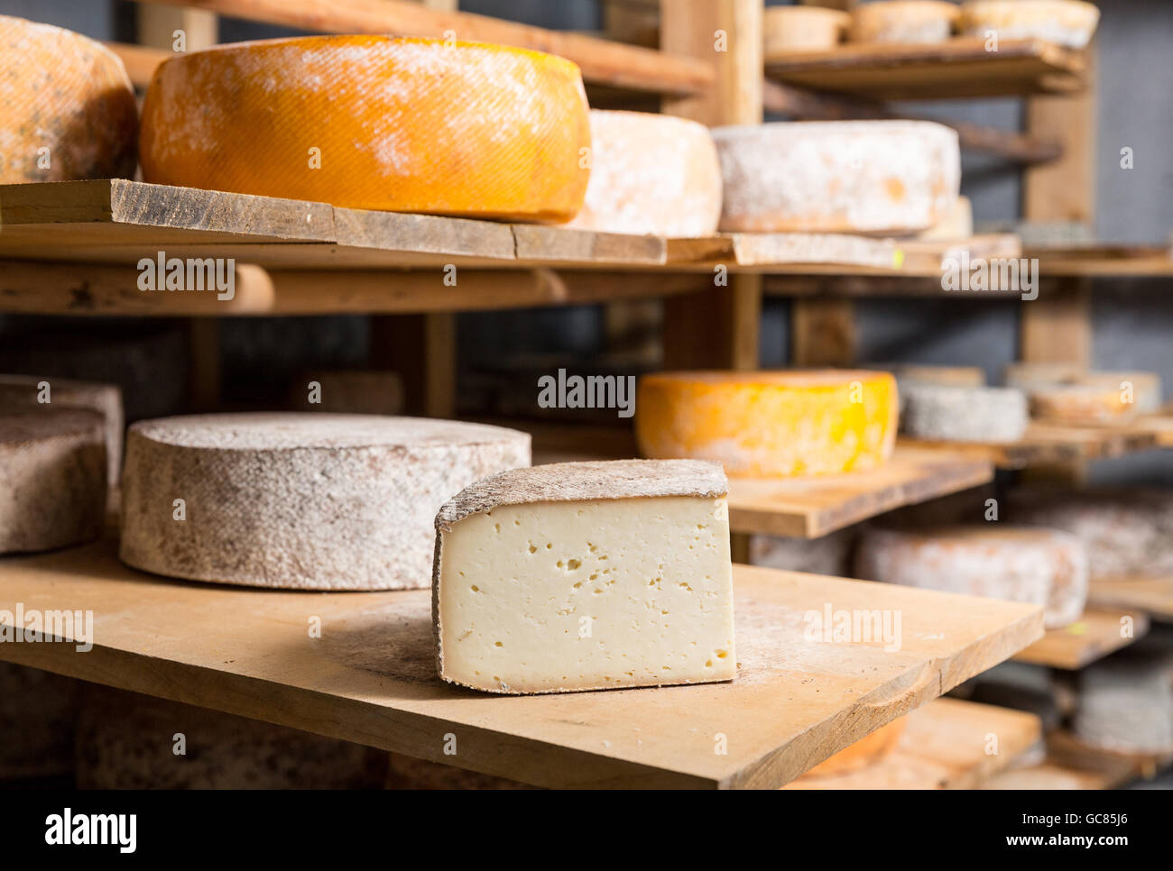 Ein Stück Käse Kopf der Ziege auf einem Holzregal in einem Keller in einer privaten Farm. Käseherstellung Stockfoto