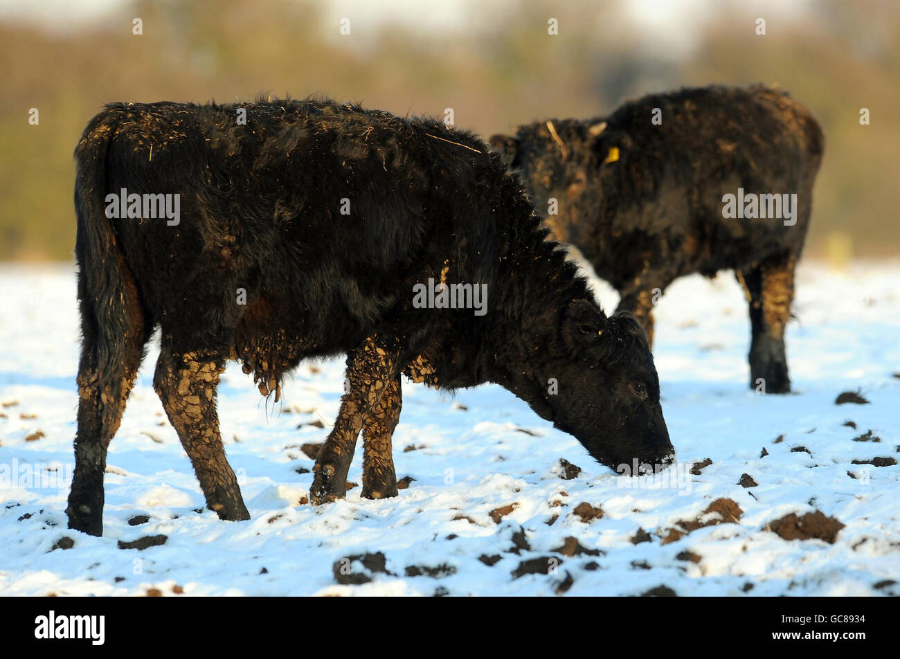 Kühe suchen im Schnee auf einem Bauernhof in Barkby, Leicestershire. Stockfoto