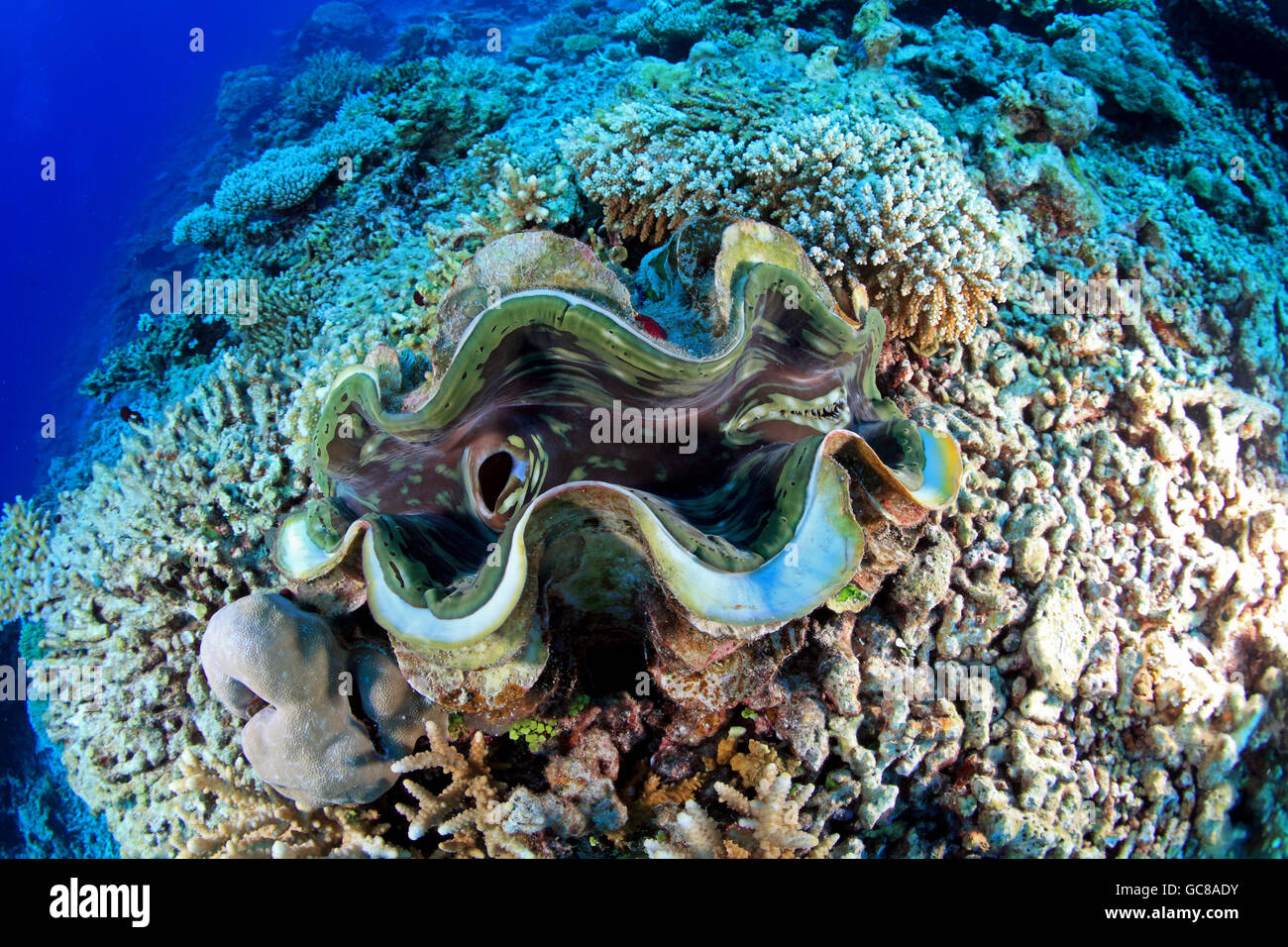 Muschel Muscheln Stockfotos & Muschel Muscheln Bilder Alamy