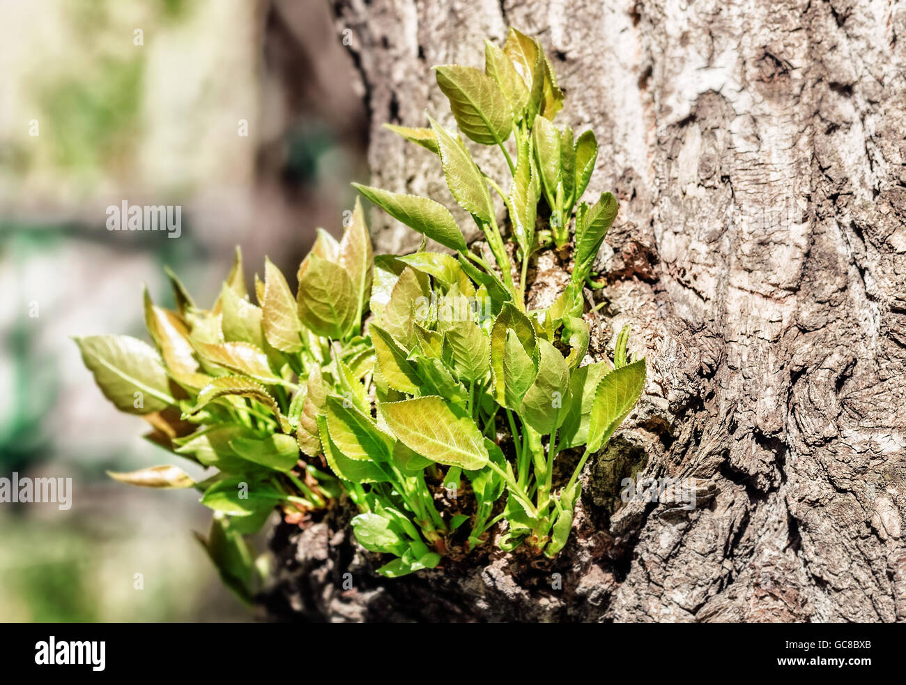Frische grüne Frühling Sprossen auf Baum am sonnigen Tag Stockfoto