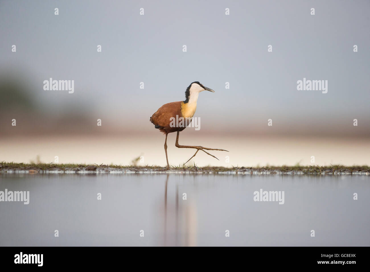 Afrikanische Jacana Actophilornis Africanus am Rand einer Lagune mit extrem langen Zehen zum Wandern auf schwimmenden vegetation Stockfoto