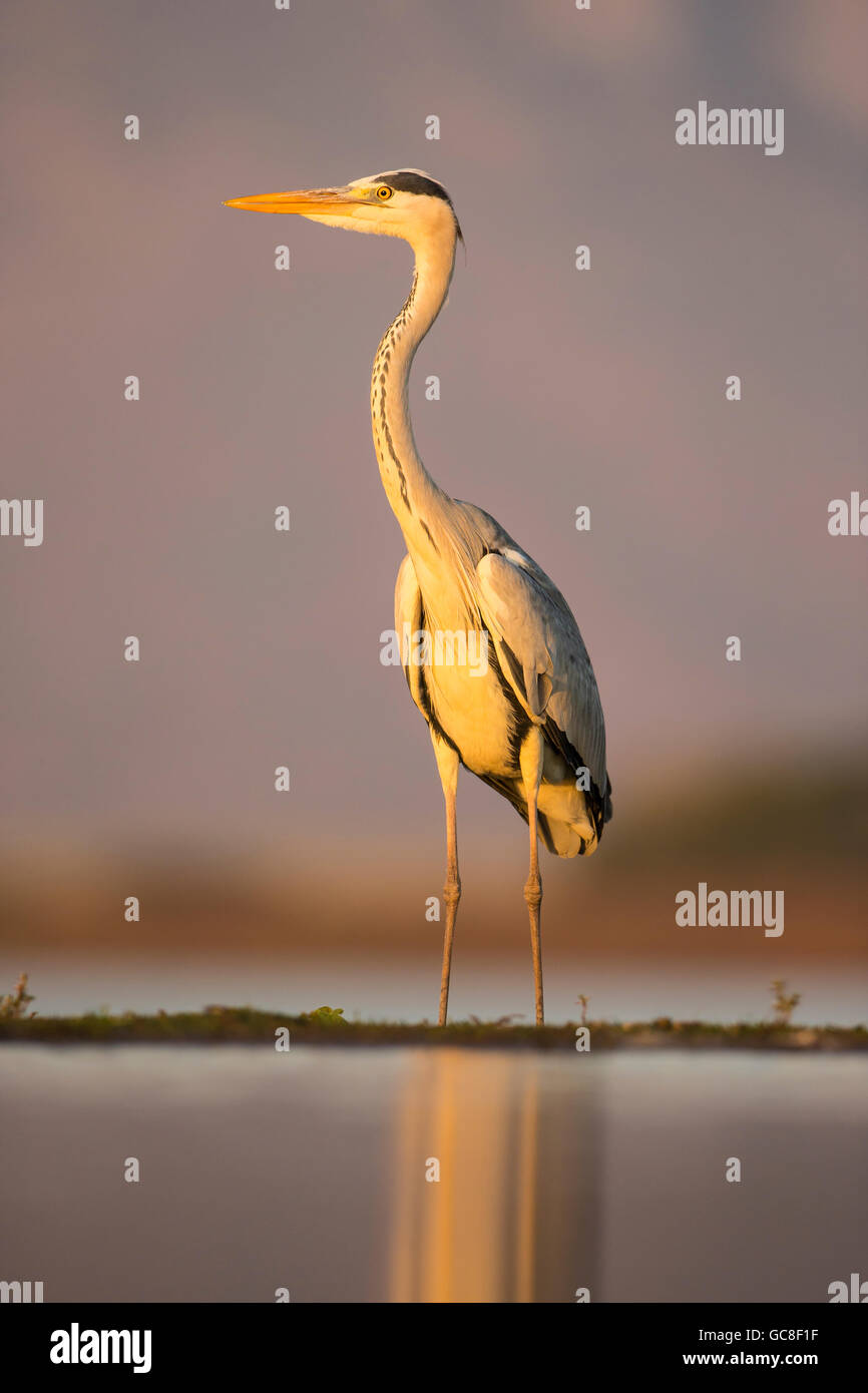 Grey Heron Ardea Cinerea am Rande einer seichten Lagune in der Abenddämmerung Stockfoto