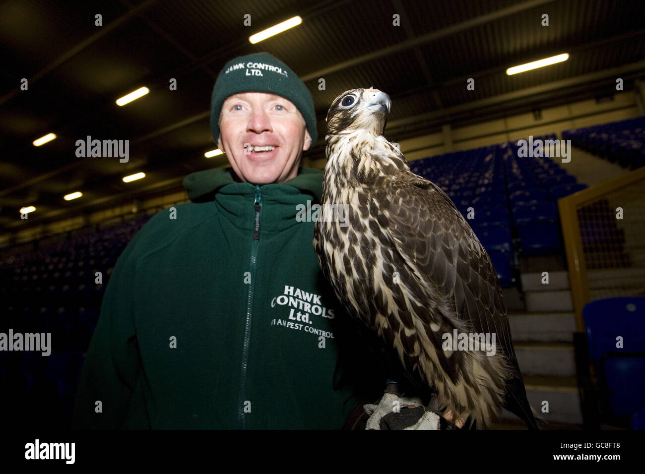 Fußball - Hawk Jagd auf Tauben - Goodison Park Stockfoto