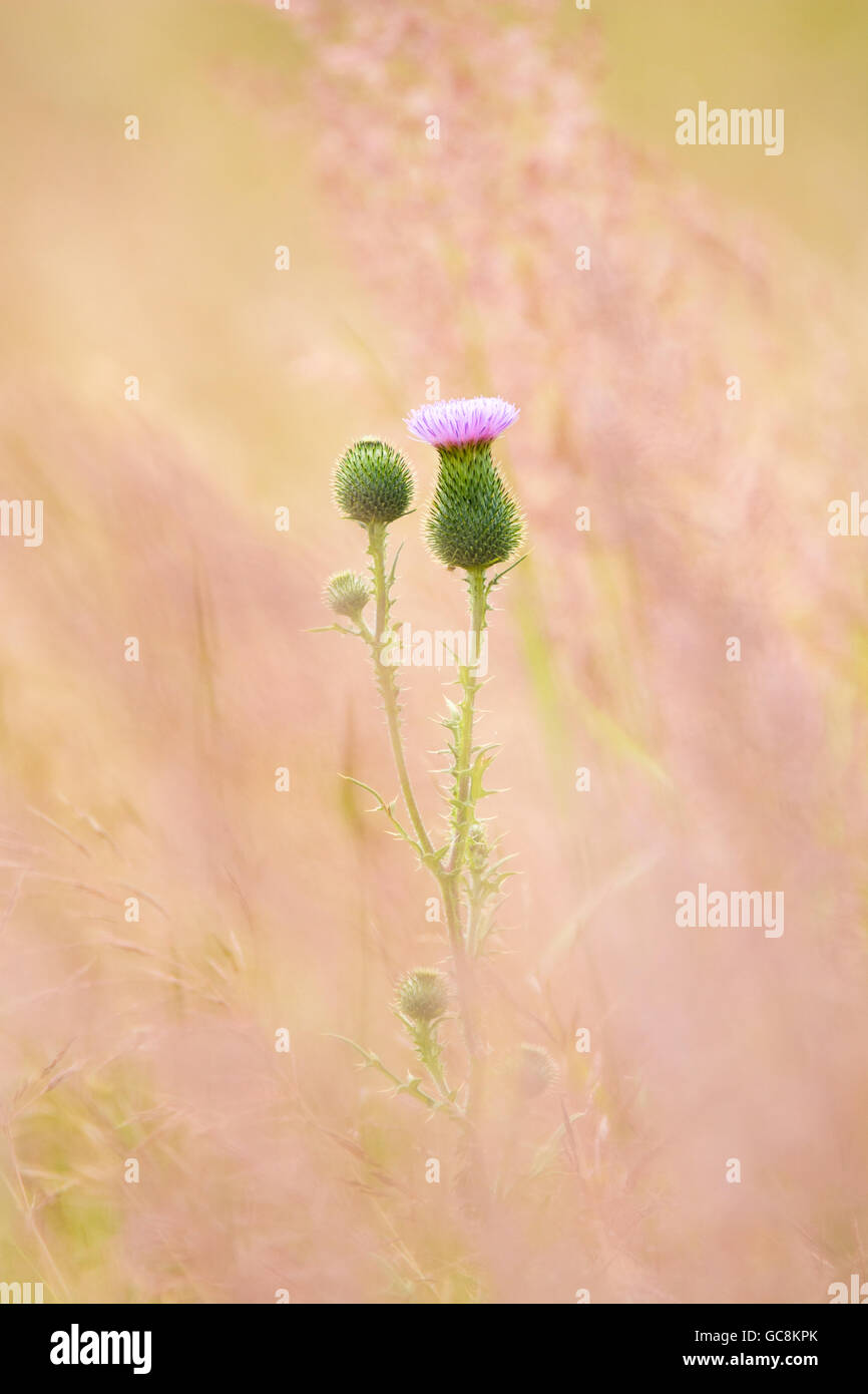 Plumeless Thistle - Blütenstandsboden auf rosa Hintergrund. Künstlerische Absicht - soft-Fokus. Für Grußkarten Stockfoto