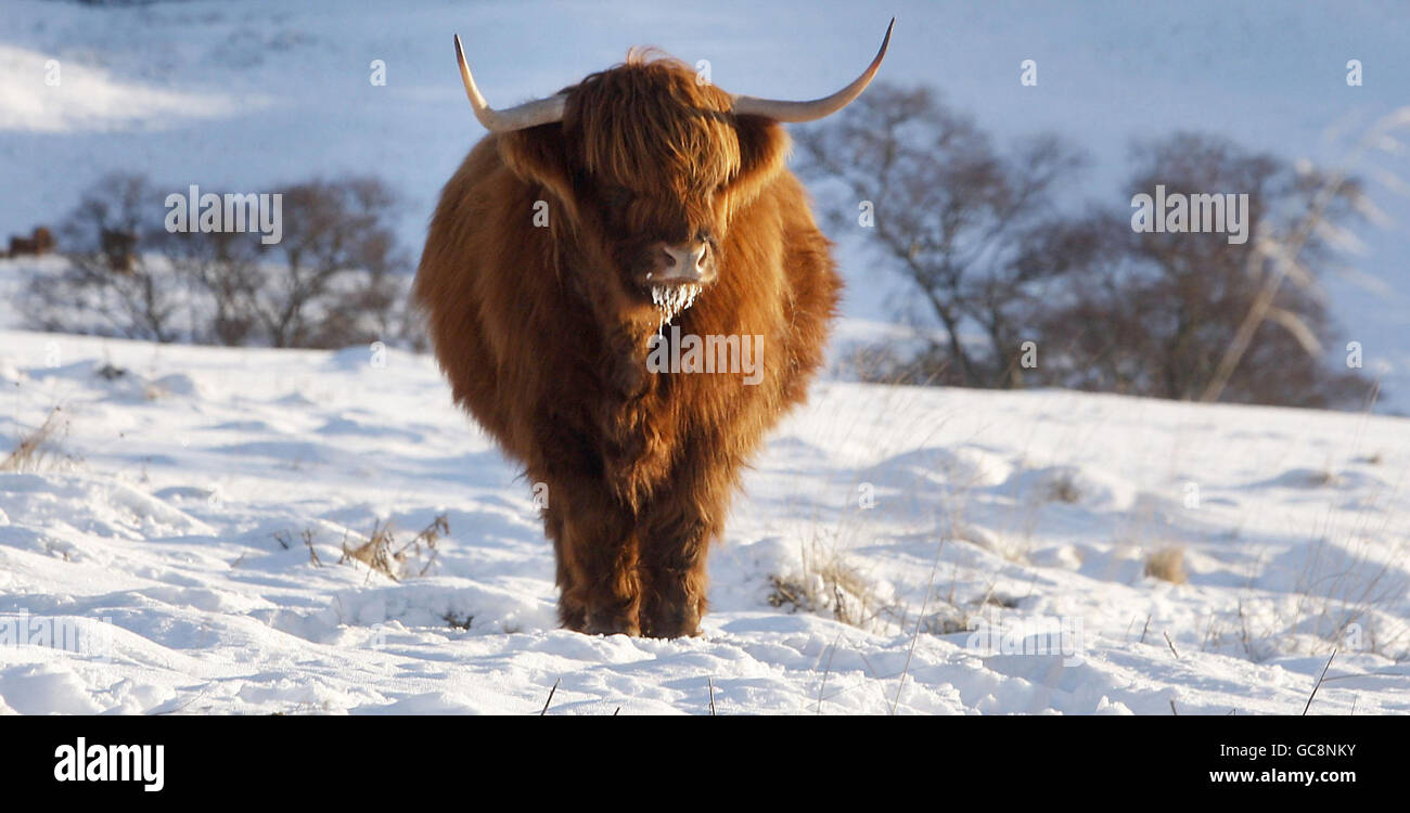Eine Highland-Kuh auf der Glenshee Mountain Range in Schottland, da das Land weiterhin von kaltem Wetter gezankt wird. Stockfoto