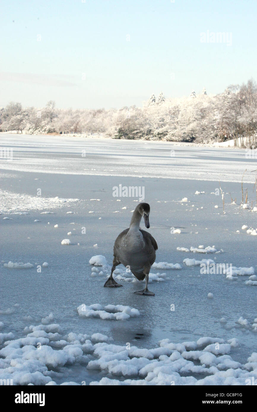 Der See bei Virgina Water in Berkshire ist gefroren, da der Schnee Großbritannien getroffen hat. Stockfoto