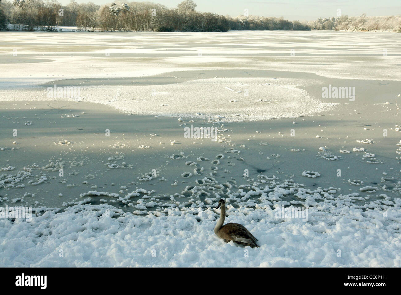 Der See bei Virgina Water in Berkshire ist gefroren, da der Schnee Großbritannien getroffen hat. Stockfoto